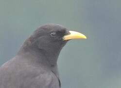 Alpine Chough