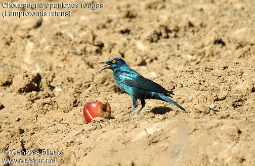 Cape Starling