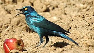 Cape Starling