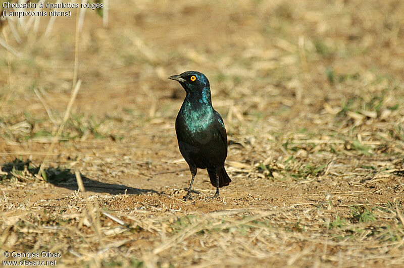 Choucador à épaulettes rouges