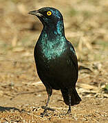 Cape Starling