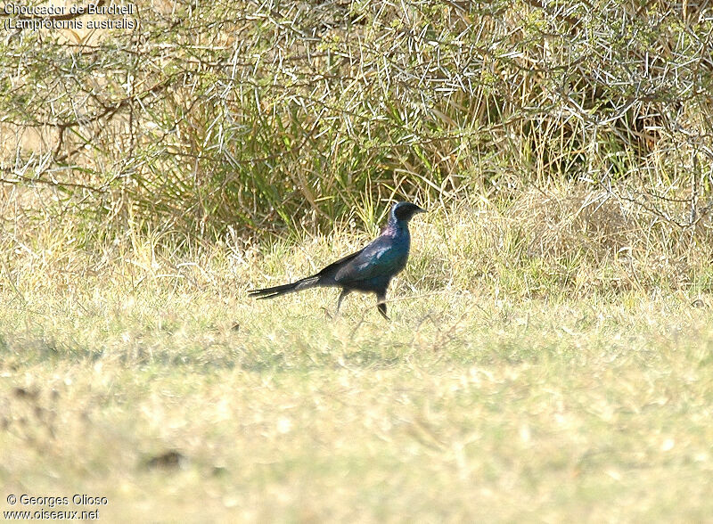 Burchell's Starling