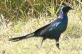 Burchell's Starling