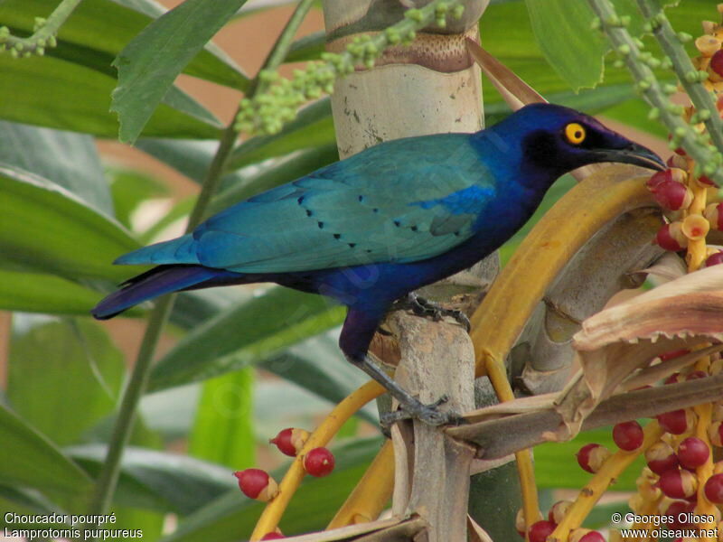 Purple Starling