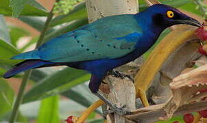 Purple Starling