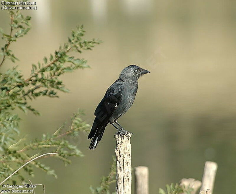 Western Jackdaw