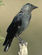 Western Jackdaw