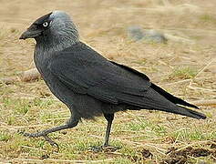 Western Jackdaw