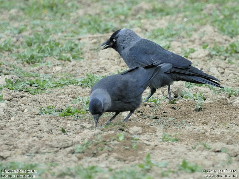 Choucas des tours adulte nuptial, identification