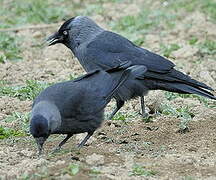 Western Jackdaw