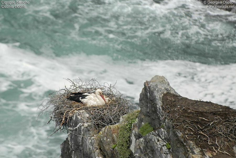 White Storkadult breeding, identification, Reproduction-nesting