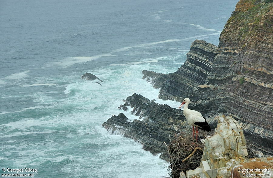 White Storkadult breeding, identification, Reproduction-nesting