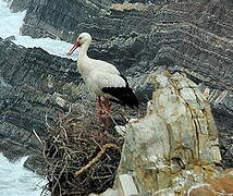 White Stork