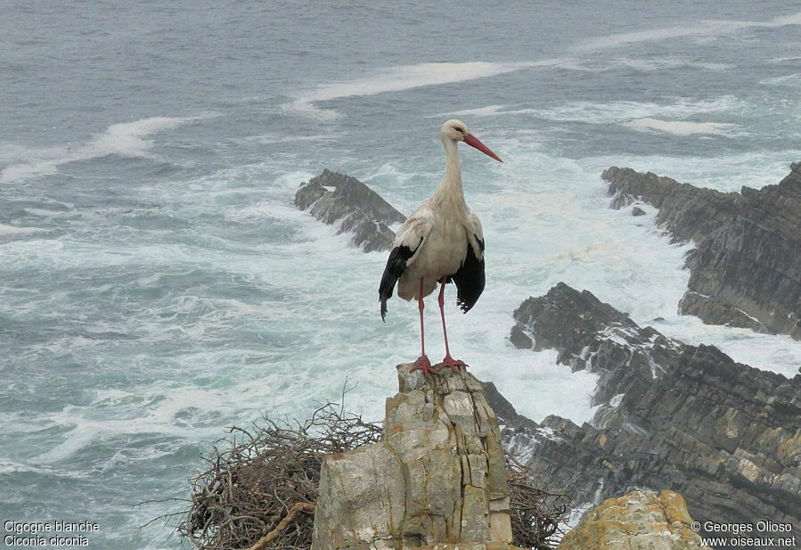 Cigogne blancheadulte nuptial, identification