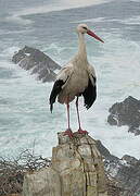 White Stork