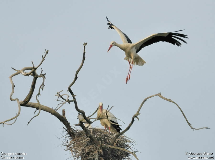 Cigogne blanche adulte nuptial, Vol, Nidification, Comportement