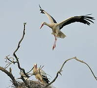 Cigogne blanche