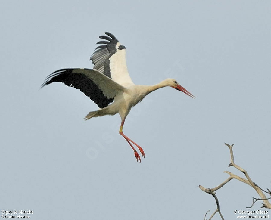 Cigogne blancheadulte nuptial, Vol