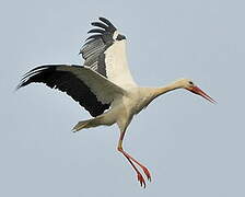 White Stork