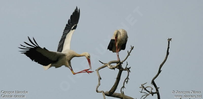 White Stork adult breeding, Flight, Reproduction-nesting