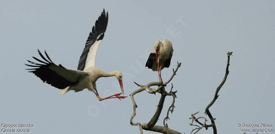 Cigogne blanche adulte nuptial, Vol, Nidification