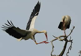 White Stork