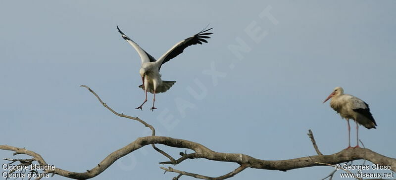 White Stork adult breeding, identification, Flight, Reproduction-nesting