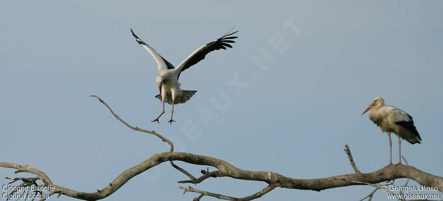 Cigogne blanche adulte nuptial, identification, Vol, Nidification