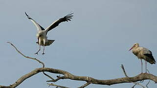 Cigogne blanche