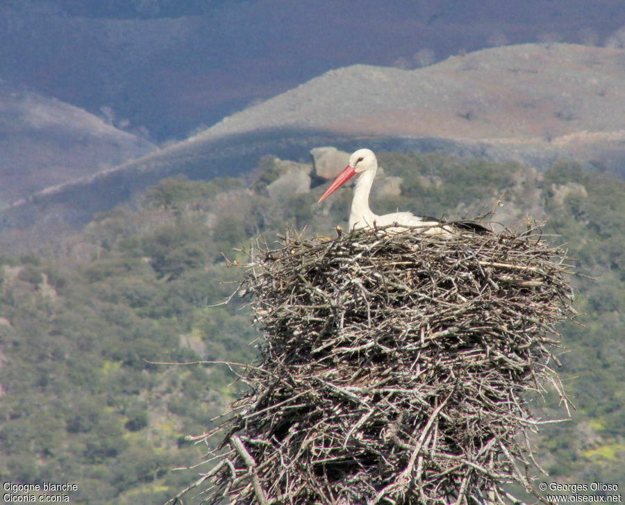 Cigogne blancheadulte nuptial, identification, Nidification