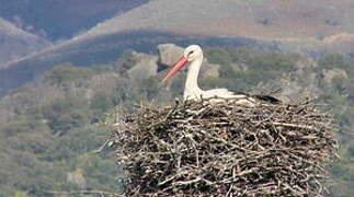 White Stork