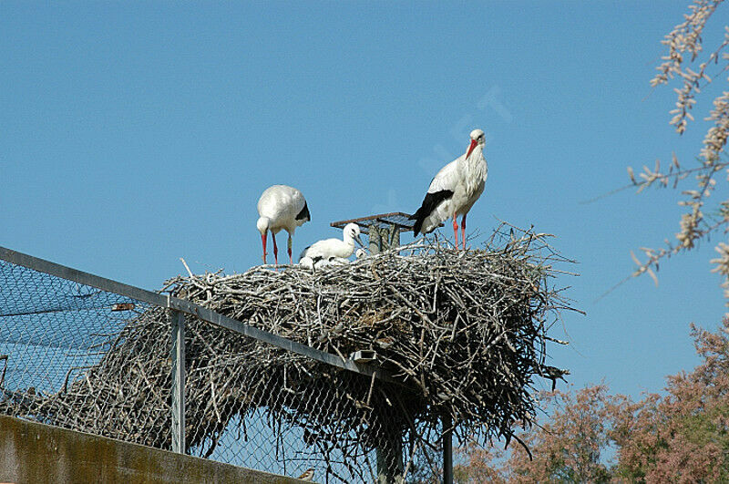 Cigogne blanche