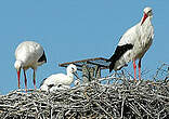 Cigogne blanche