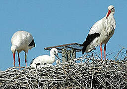 White Stork