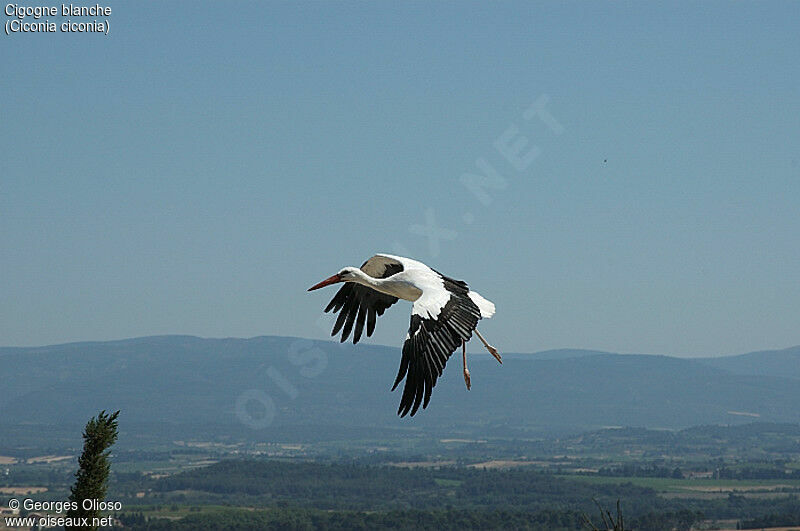 Cigogne blanche