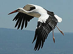 White Stork