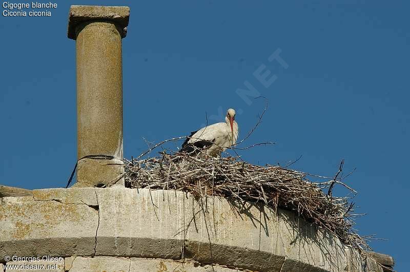 White Storkadult breeding