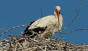 Cigogne blanche