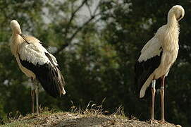 White Stork