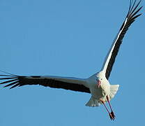 White Stork