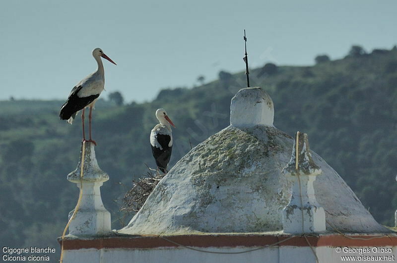 Cigogne blanche adulte