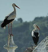 Cigogne blanche