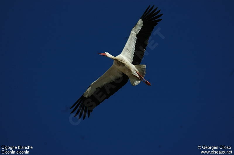 White Storkadult