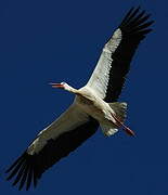 White Stork