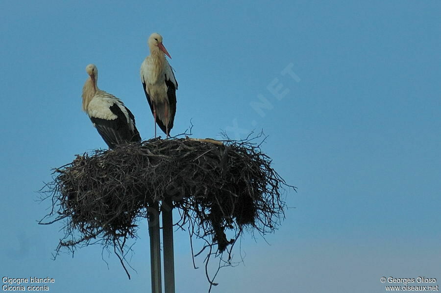 White Stork