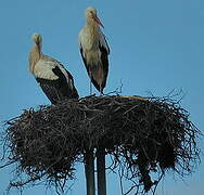 White Stork