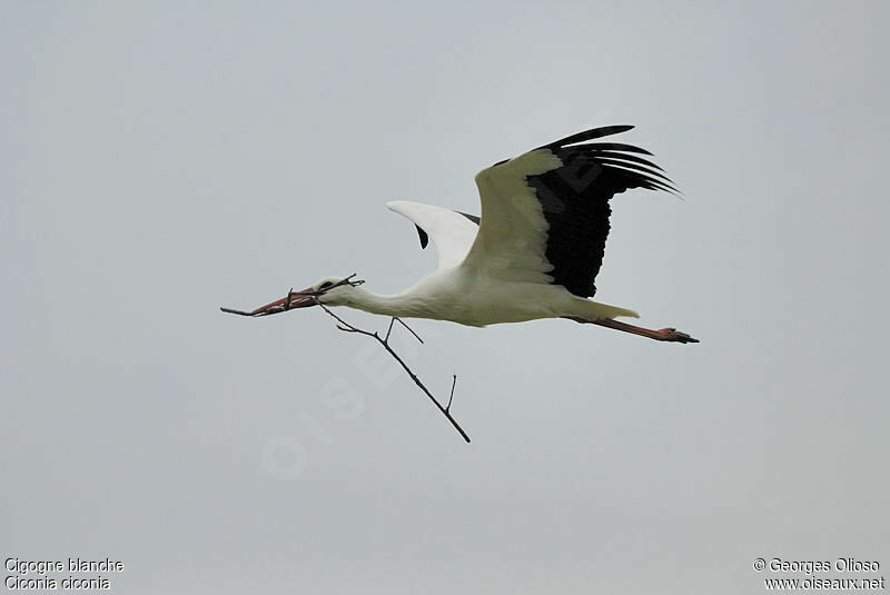 Cigogne blancheadulte nuptial, identification, Vol, Nidification, Comportement