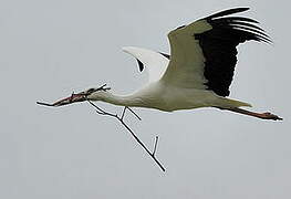 White Stork