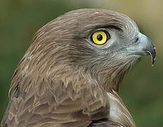 Short-toed Snake Eagle