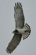 Short-toed Snake Eagle